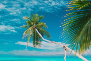 Private: Isla Saona VIP Escape Luxury Beach & Speedboat Tour