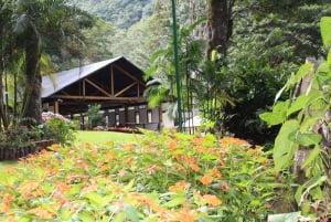 Private: Jungle Buggy Zipline Combo Adventure at La Hacienda