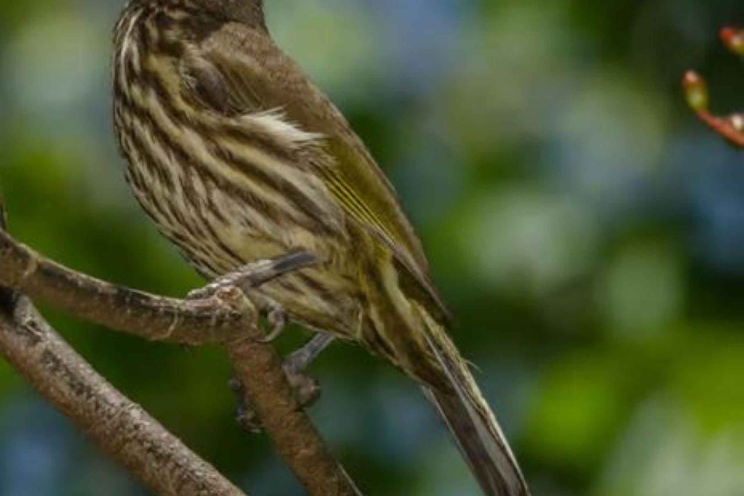Privat: Kajak-Abenteuer bei Sonnenaufgang in Los Haitises