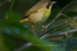 Privat: Kajak-Abenteuer bei Sonnenaufgang in Los Haitises