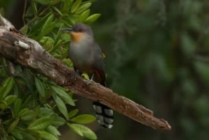 Privat: Kajak-Abenteuer bei Sonnenaufgang in Los Haitises