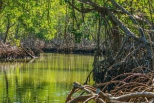Privat: Los Haitises Nationalpark 2-dages tur med måltider