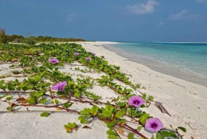 Private: Lunch on a Catamaran Cruise Around Catalina Island