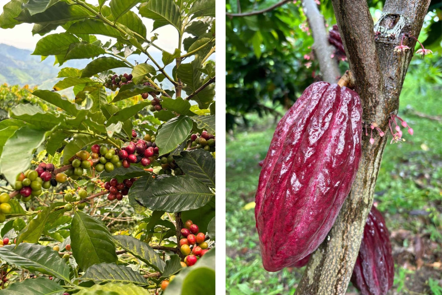 Private: Punta Cana: Buggy Tour with Cenote Swim & Macao