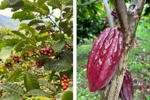 Private: Punta Cana: Buggy Tour with Cenote Swim & Macao