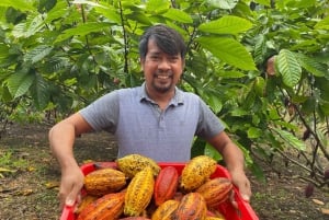 Private: Punta Cana: Buggy Tour with Cenote Swim & Macao