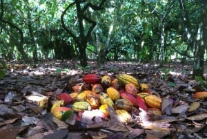 Private: Punta Cana: Buggy Tour with Cenote Swim & Macao