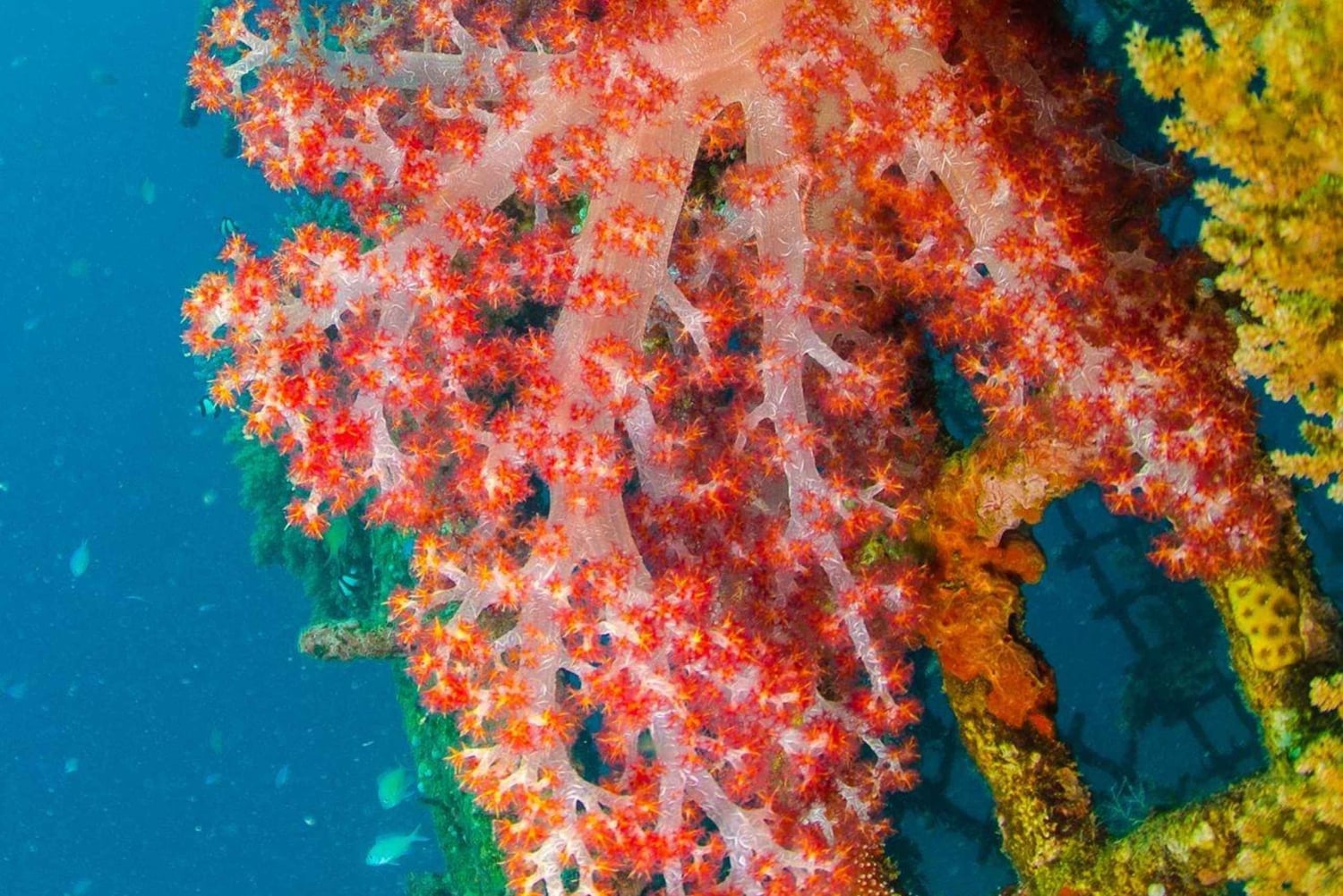 Private: Punta Cana: Reef Diving Adventure with Hotel Pickup