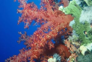 Private: Punta Cana: Reef Diving Adventure with Hotel Pickup