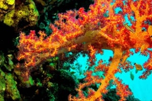 Private: Punta Cana: Reef Diving Adventure with Hotel Pickup