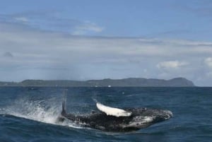 Privat: Punta Cana Whale Watching Bacardí Island Abenteuer