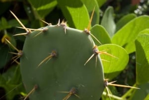 Private: Samana Adventure Cayo Levantado Kayak Snorkel Tour