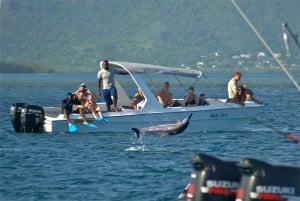 Private: Samana: Bay of Samaná Whale Watching Experience