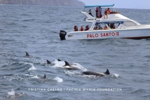 Private: Samana: Bay of Samaná Whale Watching Experience