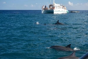 Private: Samana: Bay of Samaná Whale Watching Experience