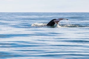 Private: Samana: Bay of Samaná Whale Watching Experience