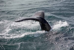 Private: Samana: Bay of Samaná Whale Watching Experience
