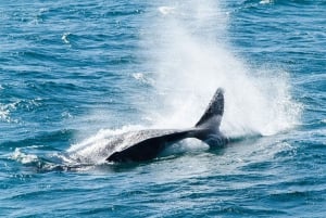 Private: Samana: Bay of Samaná Whale Watching Experience