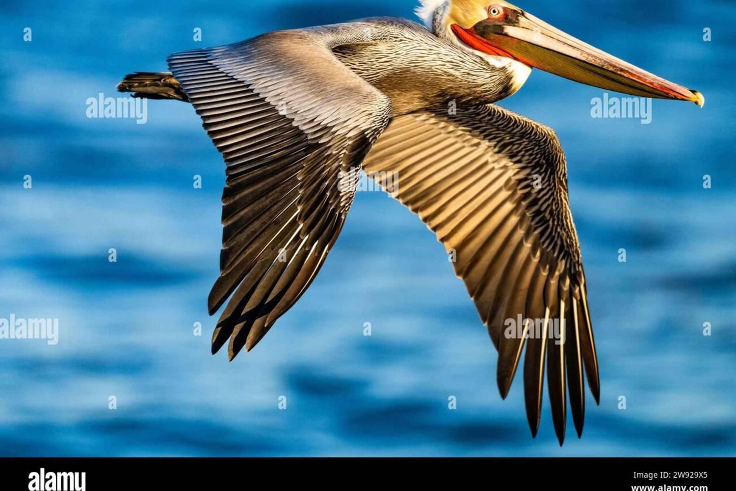 Privat: Samaná: Cayo Levantado dagsutflykt med lunch och dryck