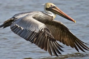 Privat: Samaná: Cayo Levantado dagsutflykt med lunch och dryck