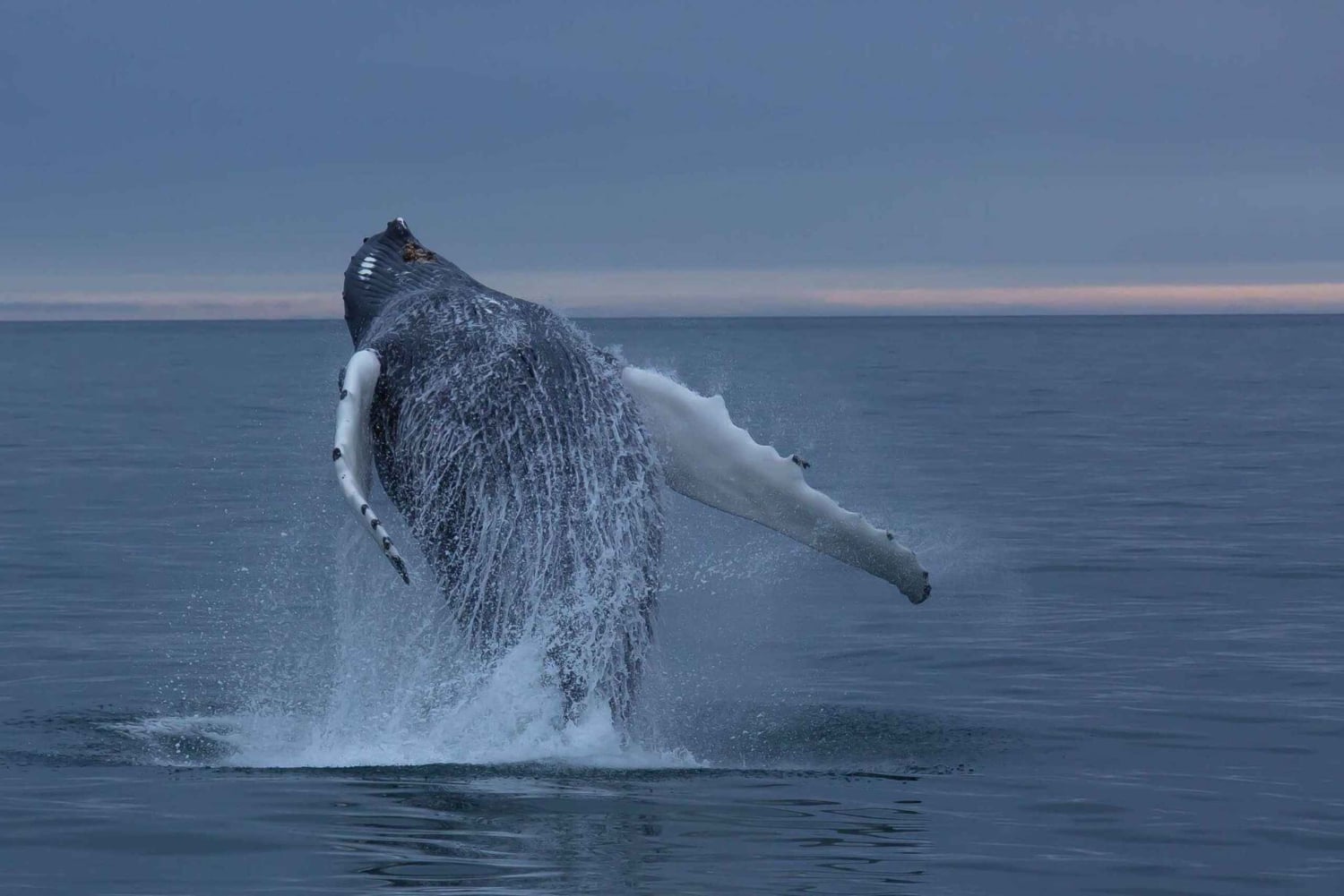 Privado: yate privado a Cayo Levantado y santuario de ballenas