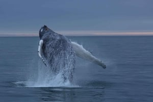 Privado: yate privado a Cayo Levantado y santuario de ballenas