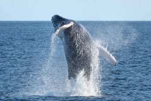 Privado: yate privado a Cayo Levantado y santuario de ballenas