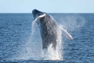 Private: Samaná Whale Sanctuary Cayo Levantado Yacht Charter