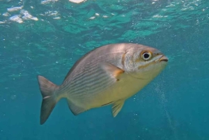 Privado: tour en scooter submarino y esnórquel