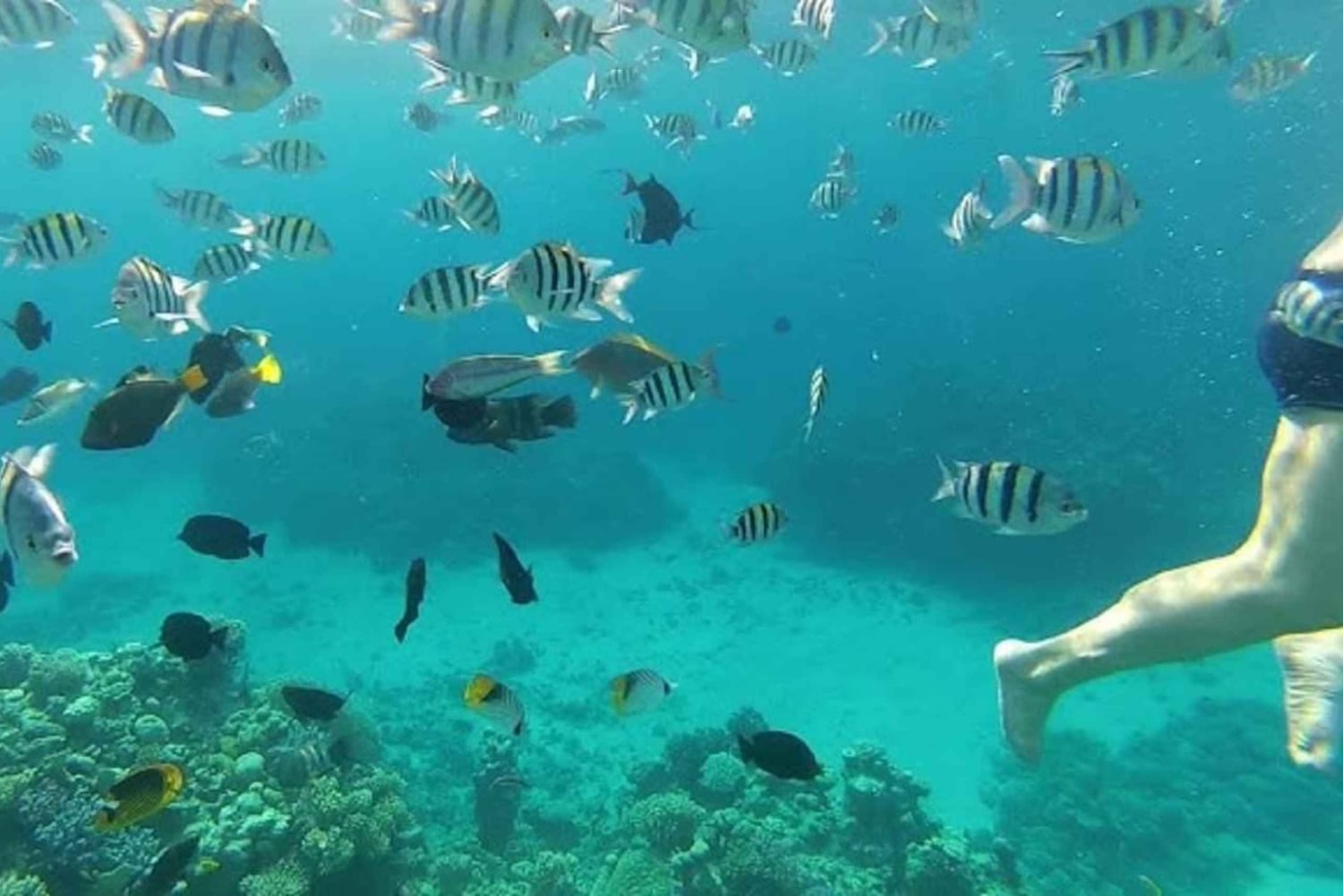 Tour privado de snorkel en la bahía de Sosúa con recogida en el hotel