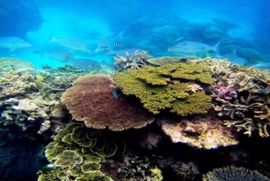 Tour privado de snorkel en la bahía de Sosúa con recogida en el hotel