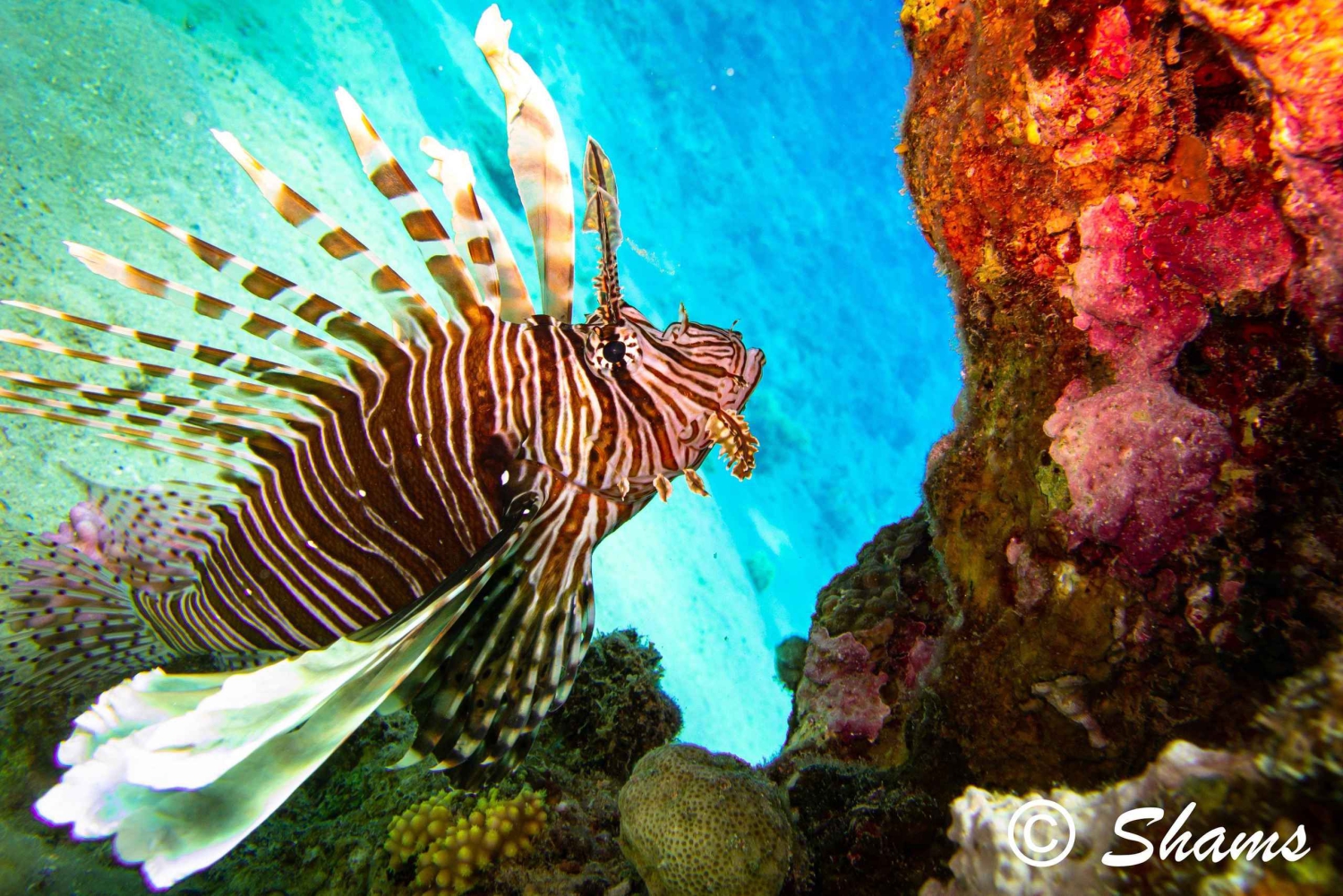 Privat: Dykketur til Great Barrier og Coral Garden