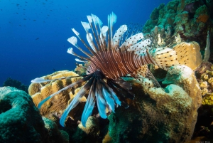 Privat: Dykketur til Great Barrier og Coral Garden