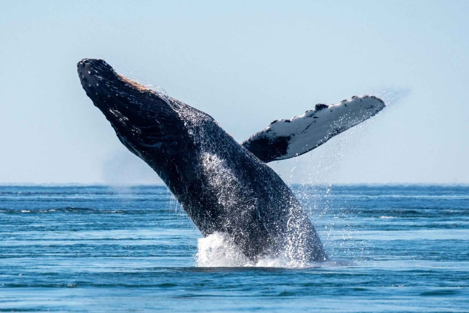 Private: Whale-Watching & Beach Escape from Punta Cana