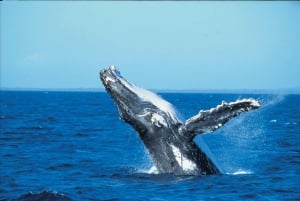 Private: Whale-Watching & Beach Escape from Punta Cana
