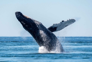 Private: Whale-Watching & Beach Escape from Punta Cana