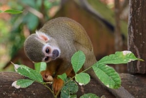 Puerto Plata: ATV-ajelu ja apinat + lounas