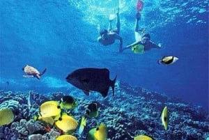 Puerto Plata: Tur til Cayo Arena med snorkling og mangrover