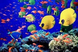 Puerto Plata: Tur til Cayo Arena med snorkling og mangrover