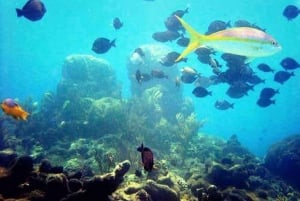 Puerto Plata: Tur til Cayo Arena med snorkling og mangrover