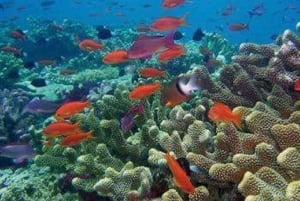 Puerto Plata: Tur til Cayo Arena med snorkling og mangrover