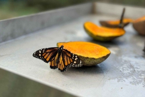 Puerto Plata: City Tour with Butterfly Garden