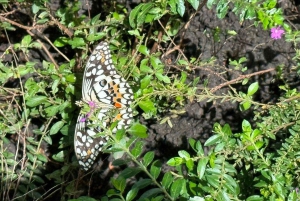 Puerto Plata: City Tour with Butterfly Garden