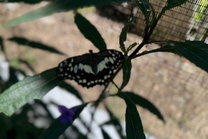 Puerto Plata: City Tour with Butterfly Garden