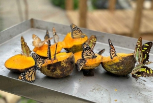 Puerto Plata: City Tour with Butterfly Garden