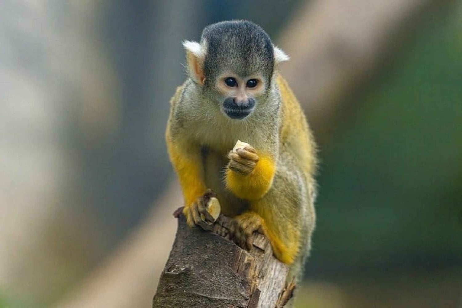 Puerto Plata: Monkey Tour and a Glimpse of Cows and Pigs