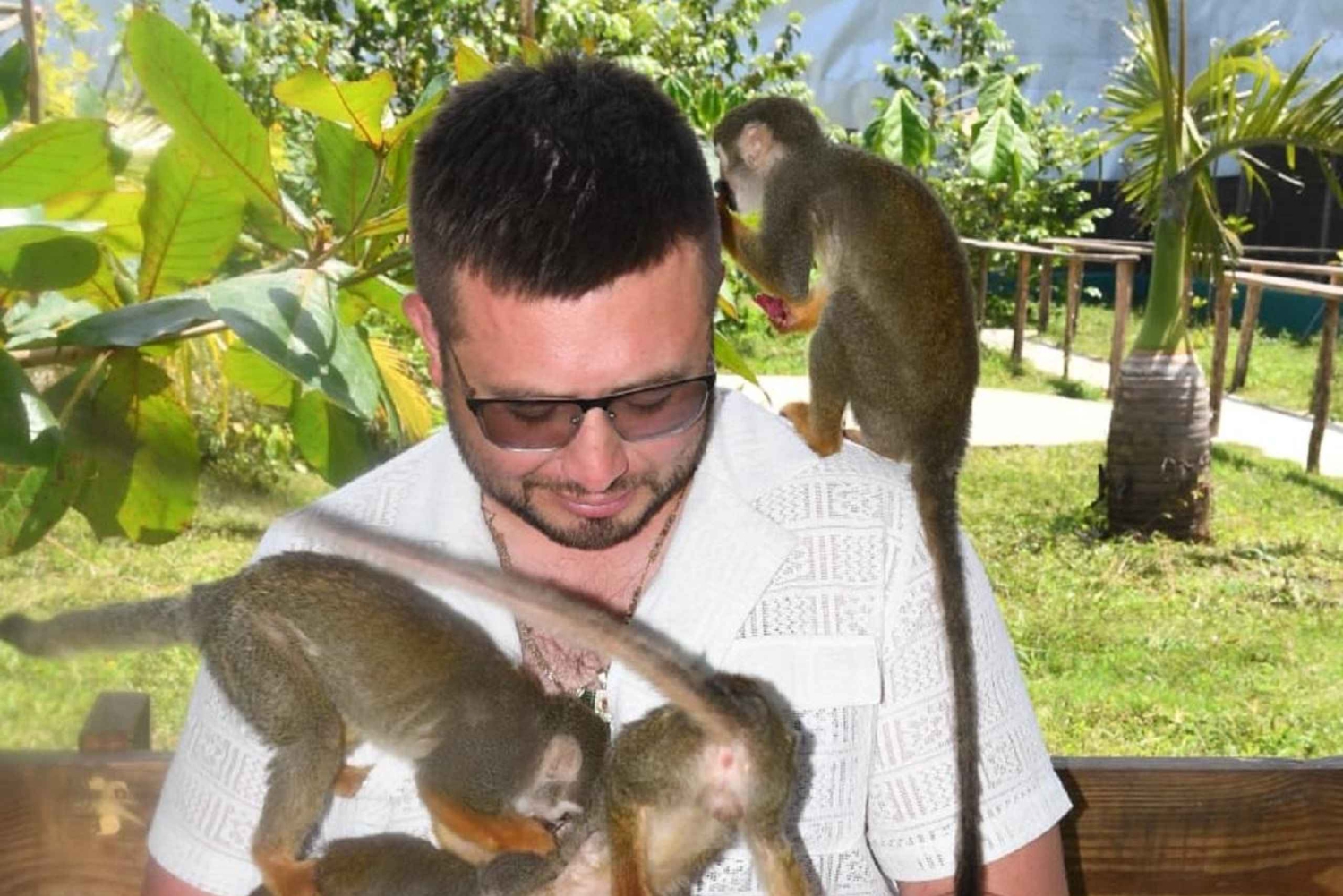 Puerto Plata: Monkey Tour and a Glimpse of Cows and Pigs