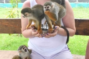 Puerto Plata: Tour dos Macacos e City Tour a partir de Taino Bay/Amber Cove