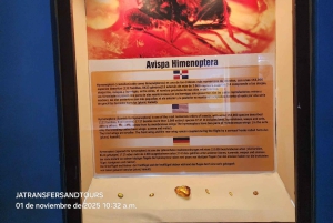 Puerto Plata: tour delle scimmie, della fortezza e del centro storico