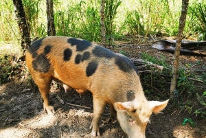 Puerto Platan vaellus - Luontokokemus ja kansanperinne